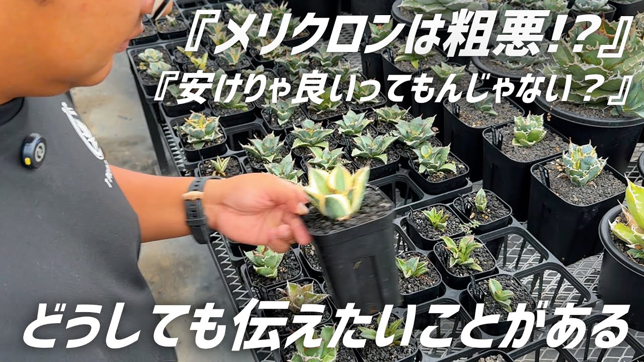 【アガベ】メリクロン(TC)株の真実について語ります