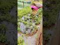 Harvesting in my kitchen garden #harvesting #mygarden #gardening #youtube #vegetables #fruits