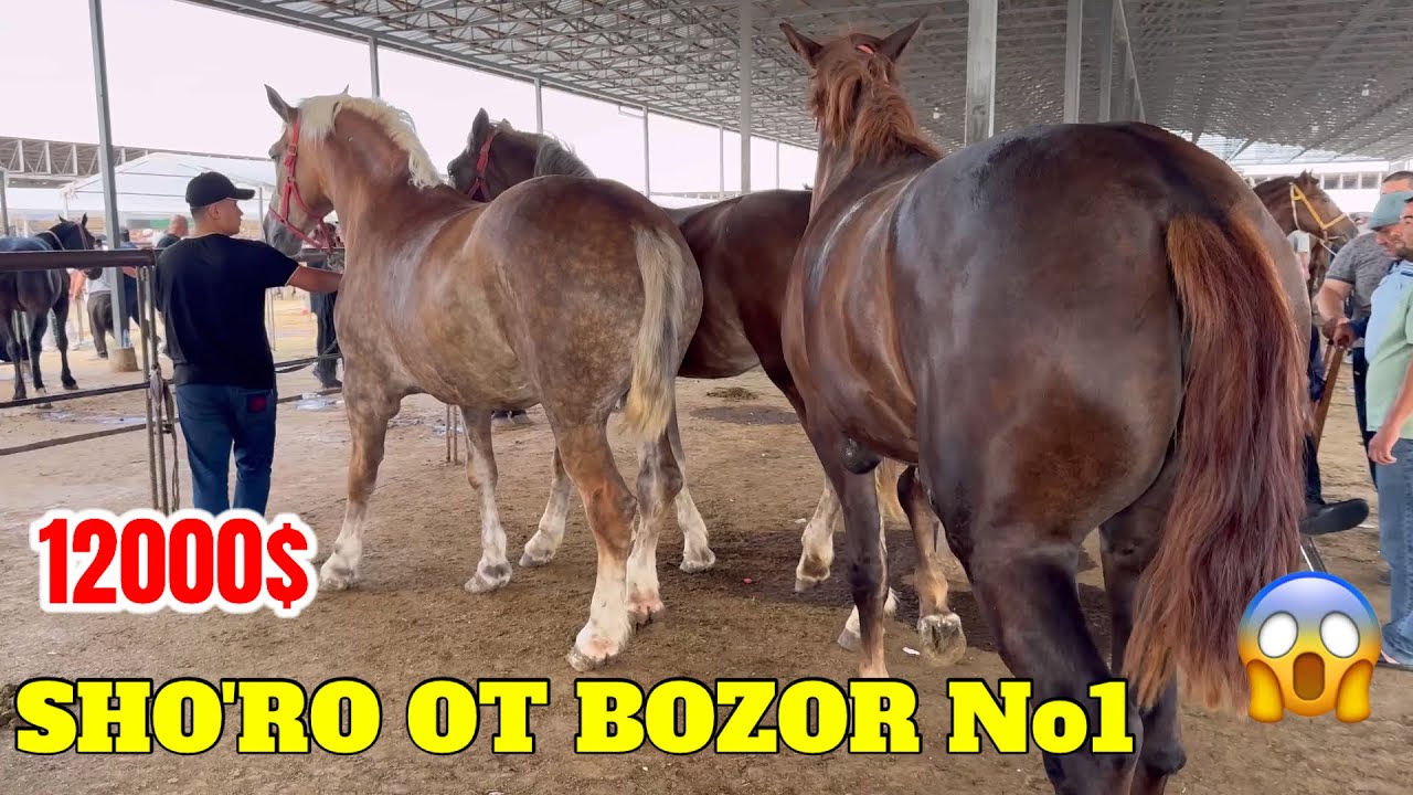 SHO'RO OT BOZOR! 12.000$ ONA BOLA BIYALAR CHEMPION OTLAR NARXLARI HORSE MARKET!