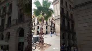 This Barcelona Square Will Blow Your Mind Neoclassical Architecture at Plaza Real Barcelona