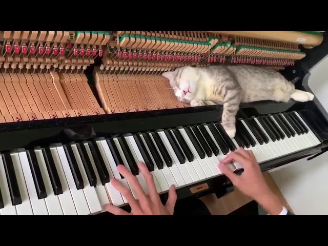 Cat Lies Down on Piano Keys While Human Plays a Tune – 1034223-2