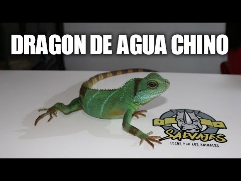 Video: Dragón De Agua Chino - Physignathus Cocincinus Reptile Breed Hipoalergénico, Salud Y Vida útil