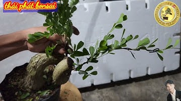 Cách uốn cây linh sam đơn giản nhất