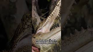 DANGEROUS Catch of a Saltwater Crocodile!