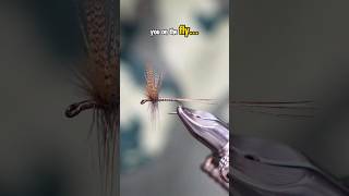 Quill Gordon Fly!