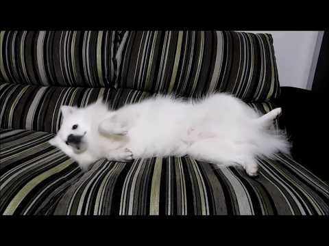 日本スピッツ 犬もダメにするソファー