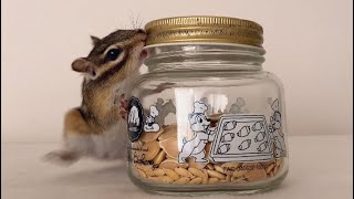 器用に瓶を開けるシマリス/A smart little chipmunk - YouTube