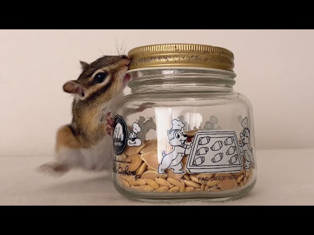 器用に瓶を開けるシマリス/A smart little chipmunk - YouTube