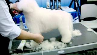 Chris Pawlosky Bichon Demo