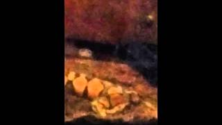 BALL python Feeding live rat pup