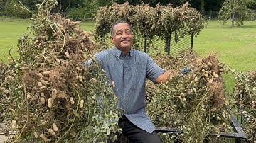 How Many Pounds of Virginia Jumbo Peanuts Did we Yield?  Let’s See!