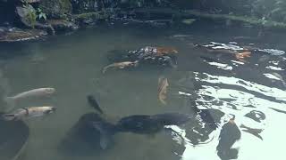Air Terjun Curug Cilember puncak Bogor Jawa barat part 2