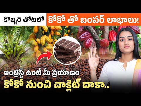 Cocoa Intercropping in Coconut Farms: Profit Potential in Telugu