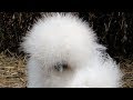 Silkie Chicks and Chickens Fun Friendly Pets - Live Life DIY