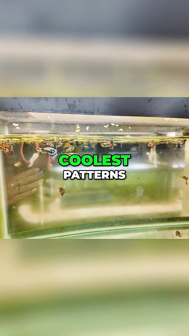 Guppy Row Tour | Stunning Colors, USA Bred, and Tank Tips! - YouTube