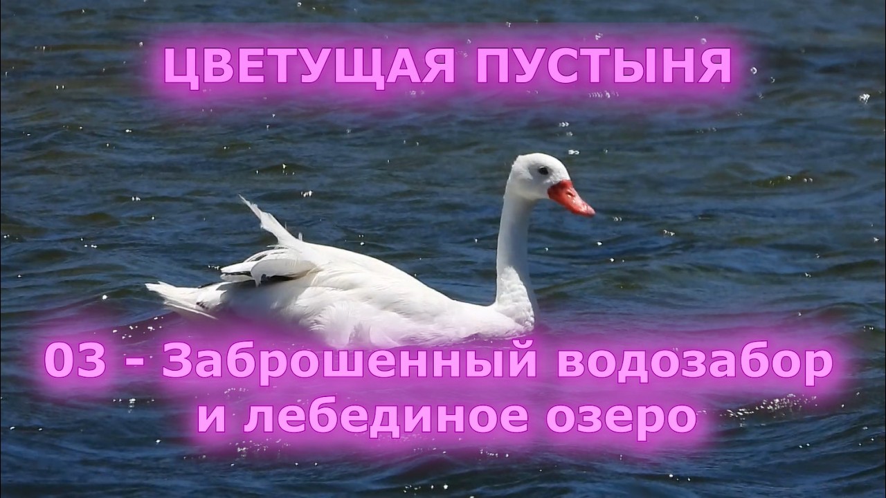 ЦВЕТУЩАЯ ПУСТЫНЯ 03 Заброшенный водозабор и лебединое озеро #заброшки#сталк#кактусы#цветы#бердвочинг