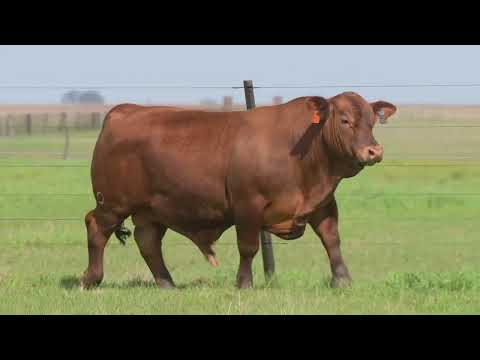 LOTE 58  - 3142