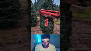 Why Are They Wrapping the Tree? 👀