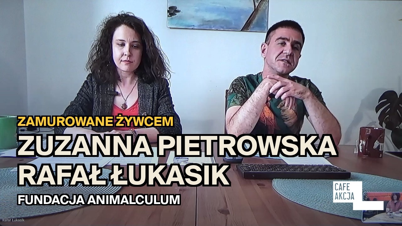 Zamurowane żywcem. Kto zabija ptaki podczas remontów | Pietrowska i Łukasik, Fundacja Animalculum
