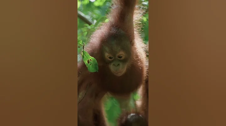 Baby Monkey Has An Accident! 🐒 #monkey #orangutan #animals
