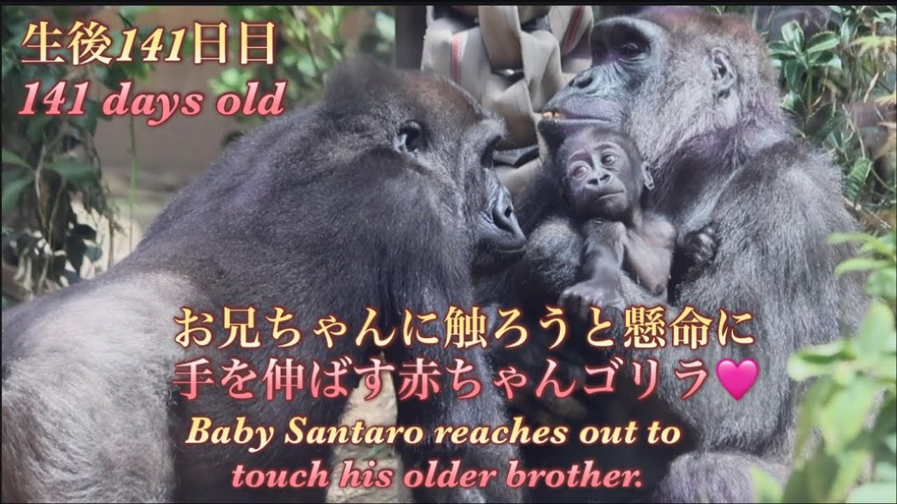 Gorilla⭐️Baby Santaro reaches out his hand, wanting to touch his
