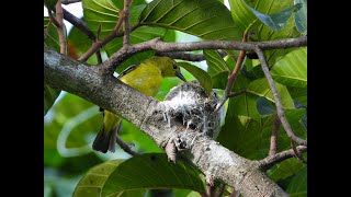 Nesting Of Common Iora || Captured with Nikon Coolpix P1000 ||