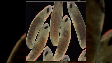 The Locust - Flight of the Wounded Locust (Full EP)