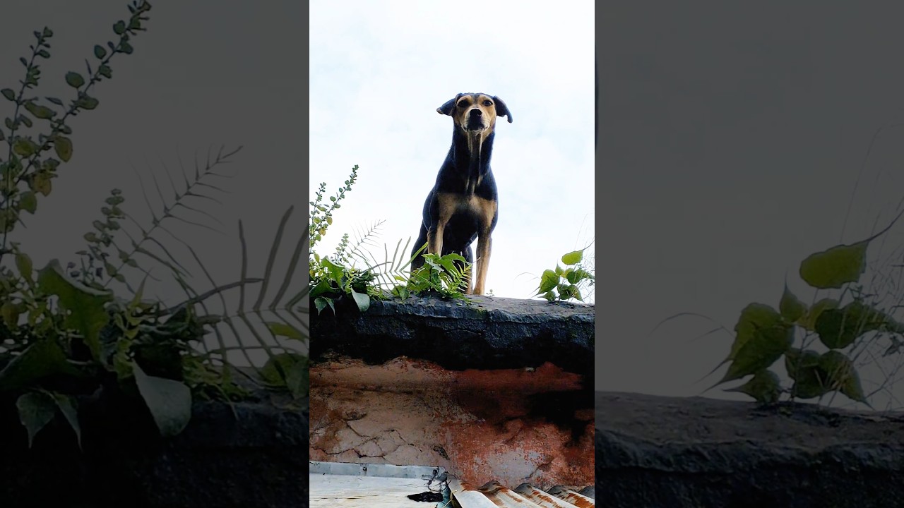 the dog eating plants🐕 