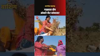 Sushma Andhare: यांनी शेतकरी महिलांशी संवाद साधला #shivsena #shetkari