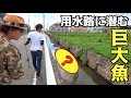 住宅街の用水路であの魚を釣る！！ の動画、YouTube動画。