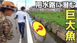 住宅街の用水路であの魚を釣る！！