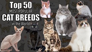 TOP 50 MOST POPULAR CAT BREEDS in the World