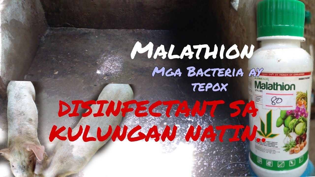 PAANO GAMITIN ANG MALATHION?.Vlog#281#disinfectant#malathion#Pongs Etras#animals #animalmedicine #