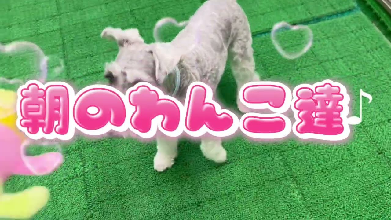 20260916 ダックペットサービス 朝のわんこ達 - YouTube