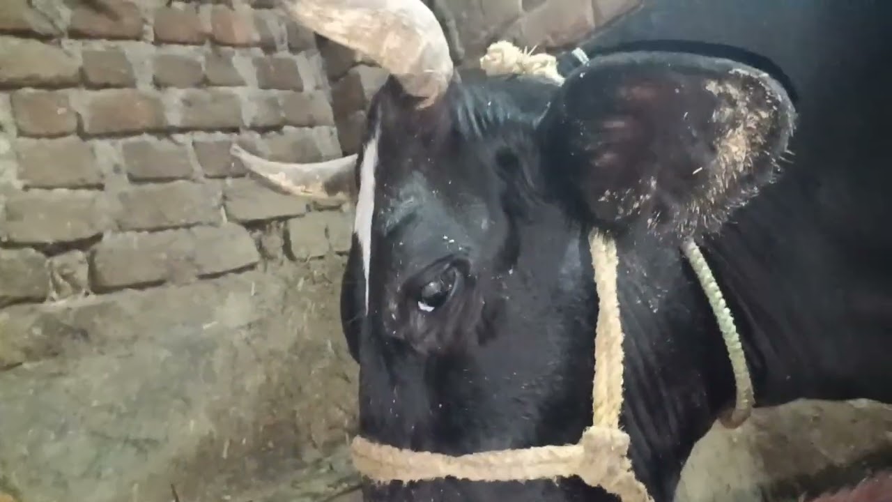 Rimi FarmHouse 🥰. please subscribe and comment.