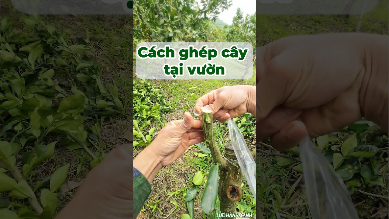 Ghép cải tạo cây bưởi dại trong vườn
