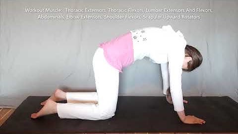 L-8. Cat Cow - Quadruped Lumbar Flexion & Extension - Low Back Pain - Lumbar - Spine Rehabilitation