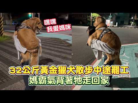 【甜蜜的負擔】32公斤黃金獵犬散步中途罷工！媽霸氣背著牠走回家