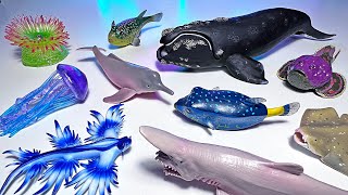 10 Amazing Sea Animals  Goblin Shark, Angel Shark, Box Fish, Pufferfish, Right Whale, Stone Fish
