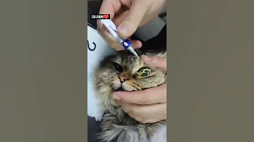 علاج عين القط Shorts 