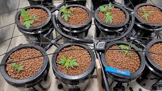EXPLOSIVE🧪Growth Beginning💥 Cloning a MISTAKE🏋️🌱🏋️‍♂️