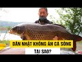 Lý Do Hơn 50 Năm, Dân Nhật Không Ai Ăn Cá Sông!