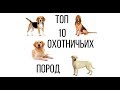 ТОП 10 ОХОТНИЧЬИХ СОБАК