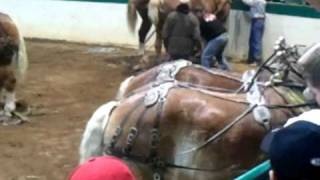 Percheron's running wild at Farm Days in Raleigh, NC