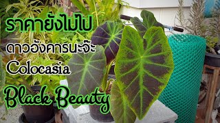 ปลูกบอนแบล็คบิวตี้ Colocasia BlackBeauty แบบตัดสด : หลงไม้ใบ EP.72