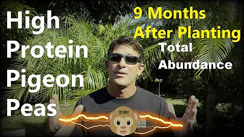 After 9 Months, Abundant High Nutrition Pigeon Peas as Pioneer Plants in My Florida Food Forest