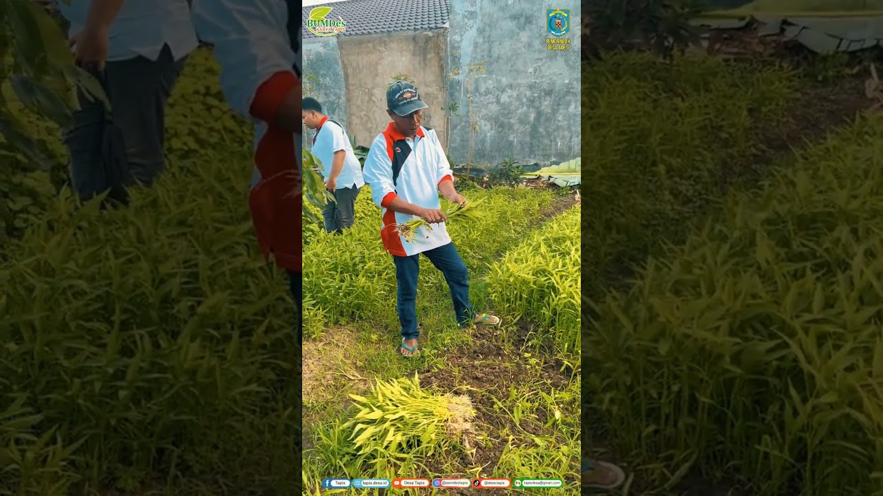 Panen Sayur Perdana Program Ketahanan Pangan Desa Tapis Berlangsung Sukses