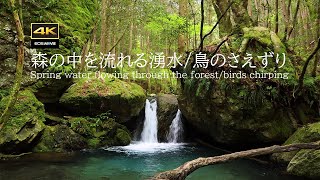 Yaetani spring water in May / River of spring water flowing through the forest / Bird chirping by kazephoto _ 4 K 癒しの自然風景 6,849 views 9 days ago 2 hours, 5 minutes