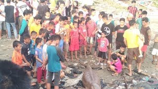 Ikan Duyung Terdampar di Pantai Sumpang Binangae Barru