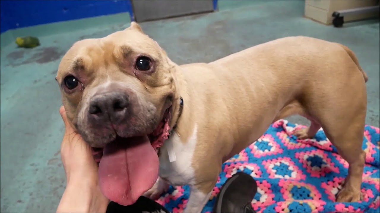 adopt cats long island Tiffany 52783 | Everything she does is cute! NYCACC